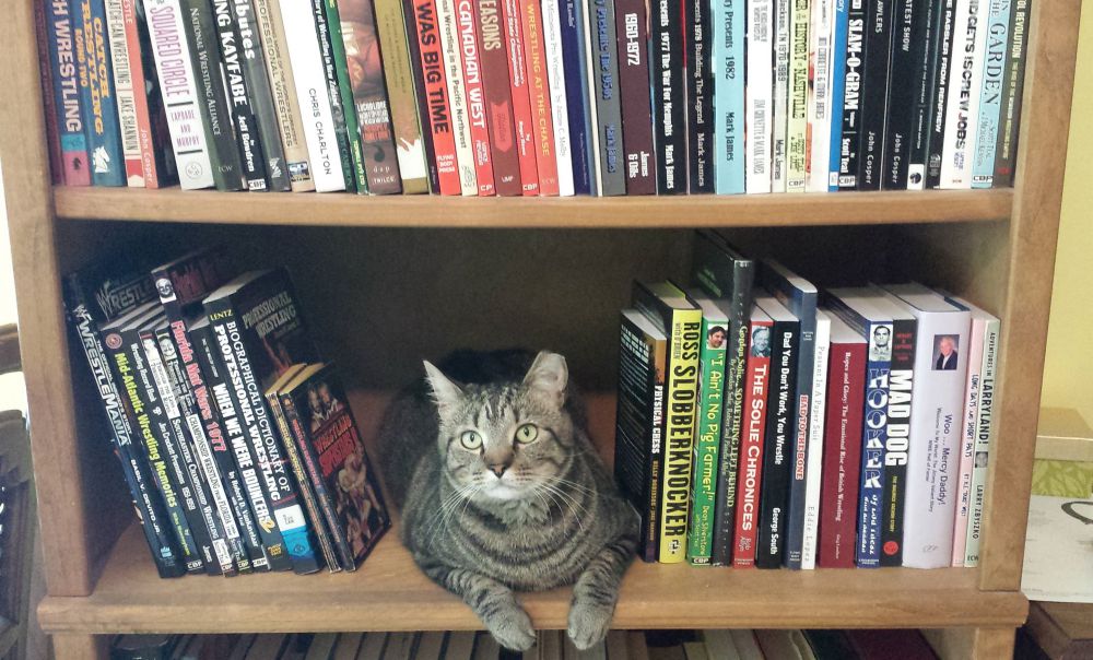 Jason Presley's cat has decided that there are enough wrestling books on the shelf already.